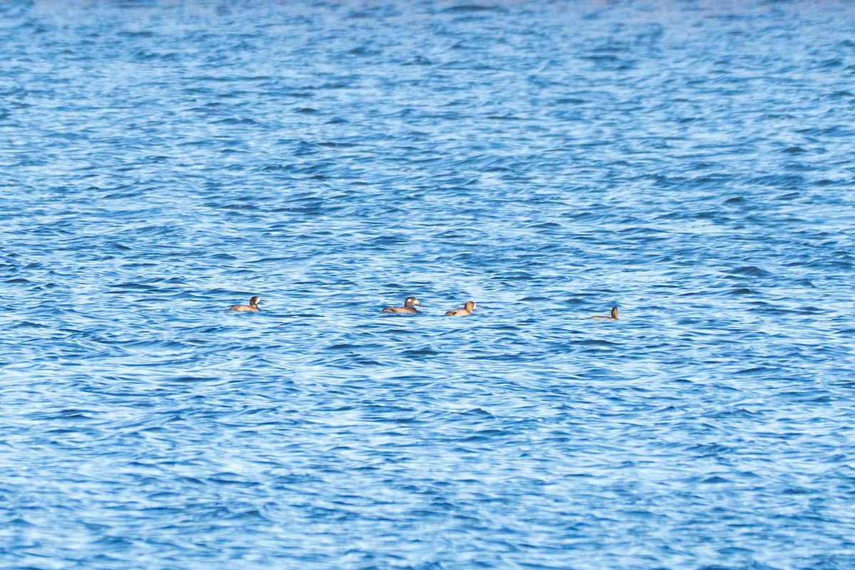 White-winged Scoter - ML644540705