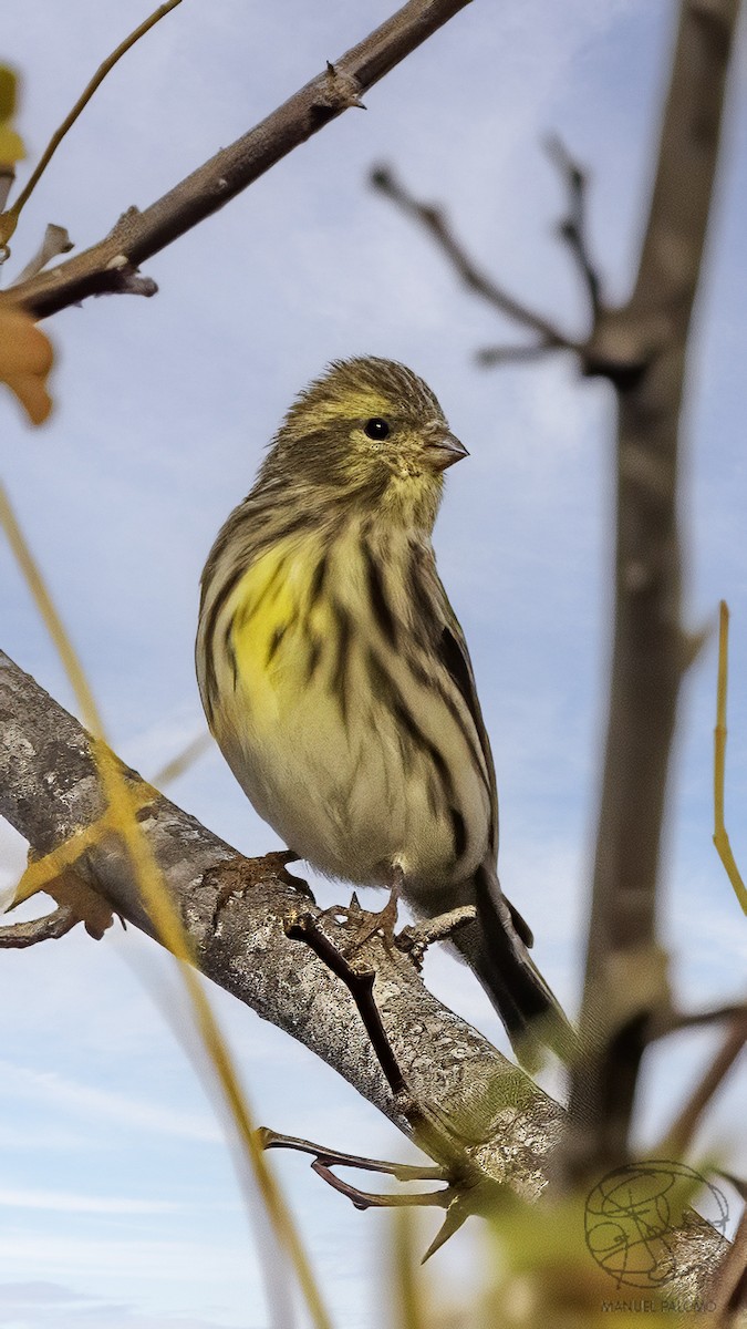 Girlitz - ML644540711