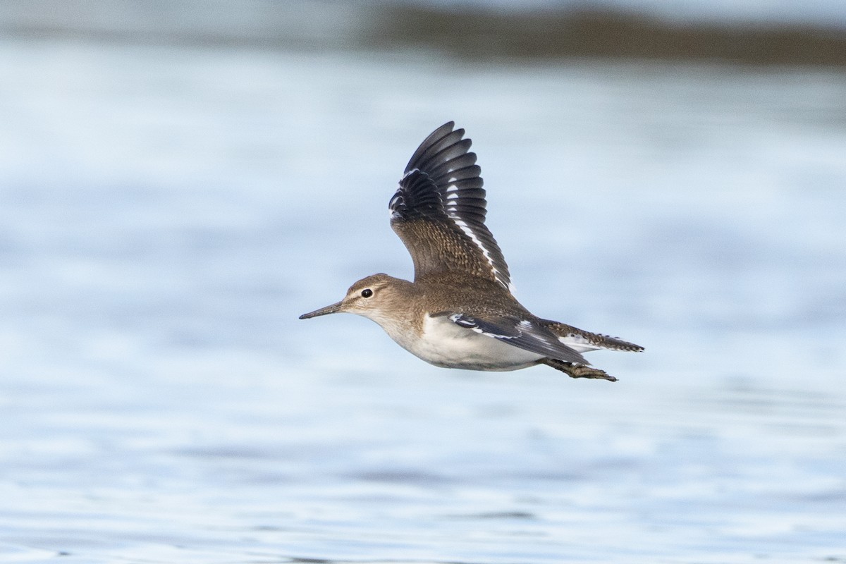 磯鷸 - ML644540712