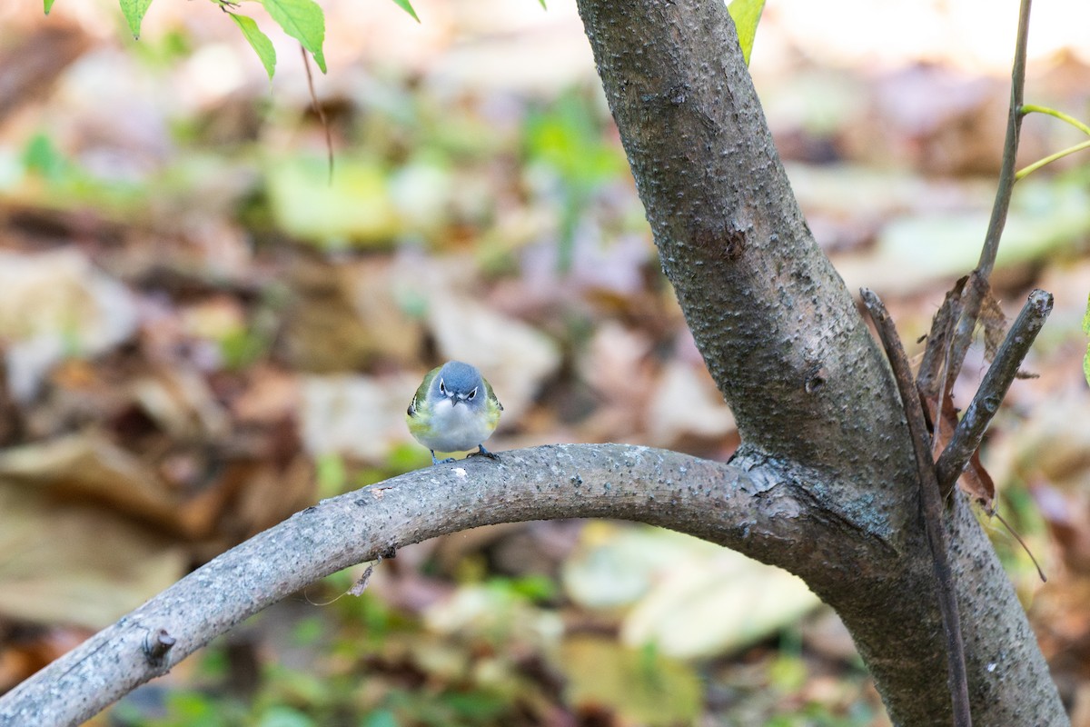Viréo à tête bleue - ML644540714