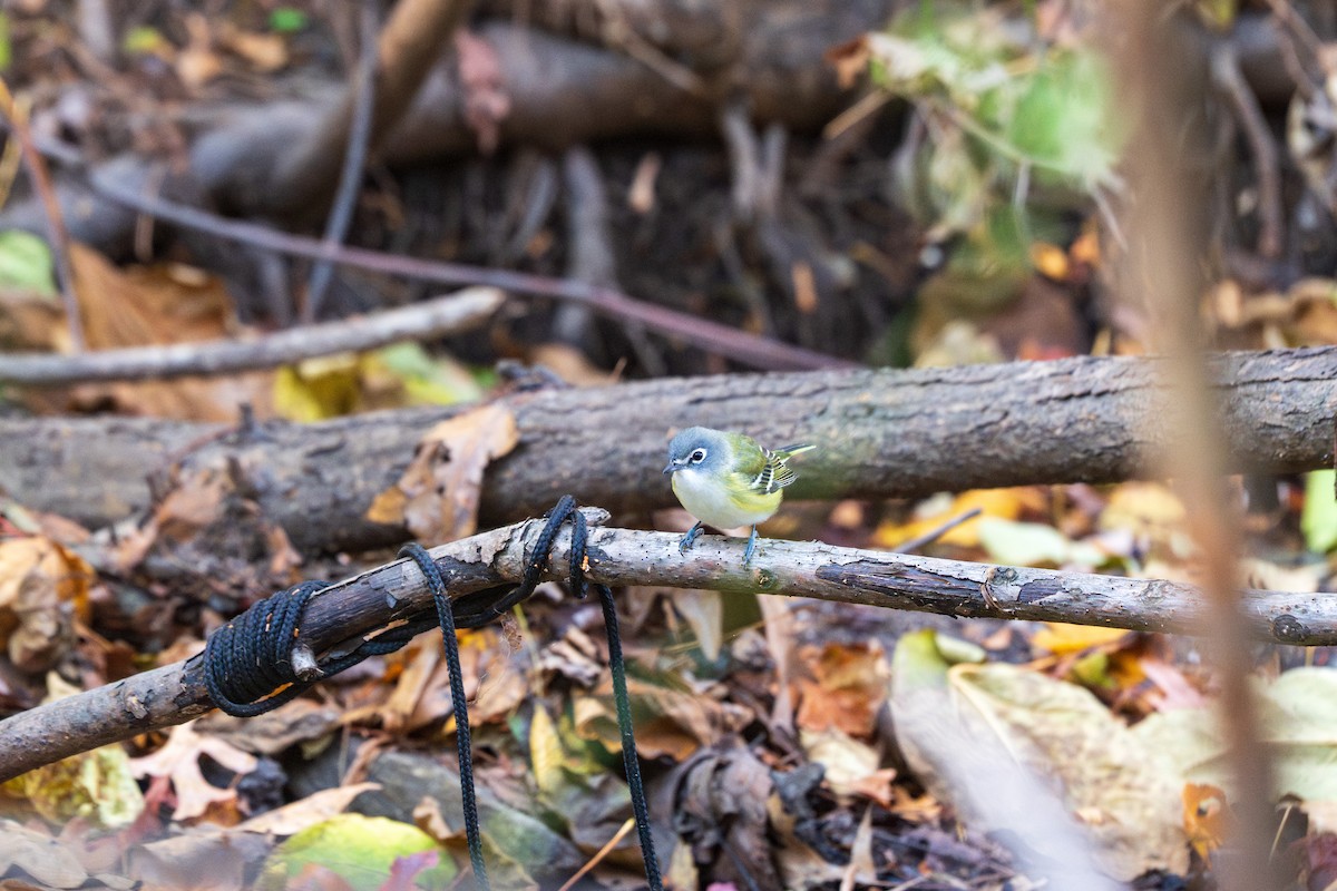 Viréo à tête bleue - ML644540715