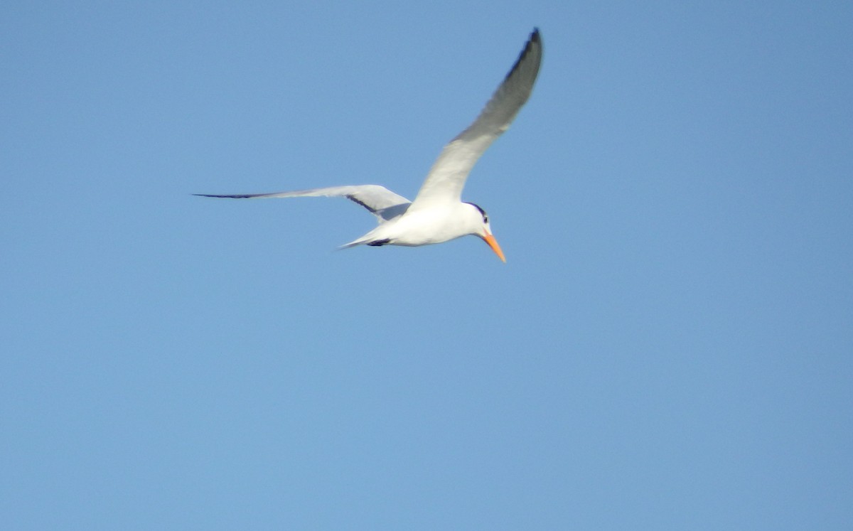 Эгэл хараалай - ML644540722