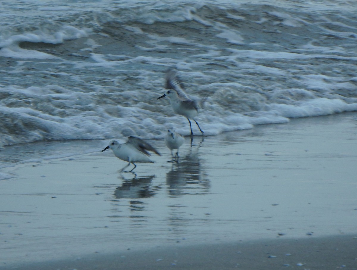 Sanderling - ML644540723