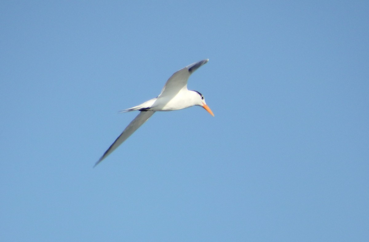 Эгэл хараалай - ML644540724