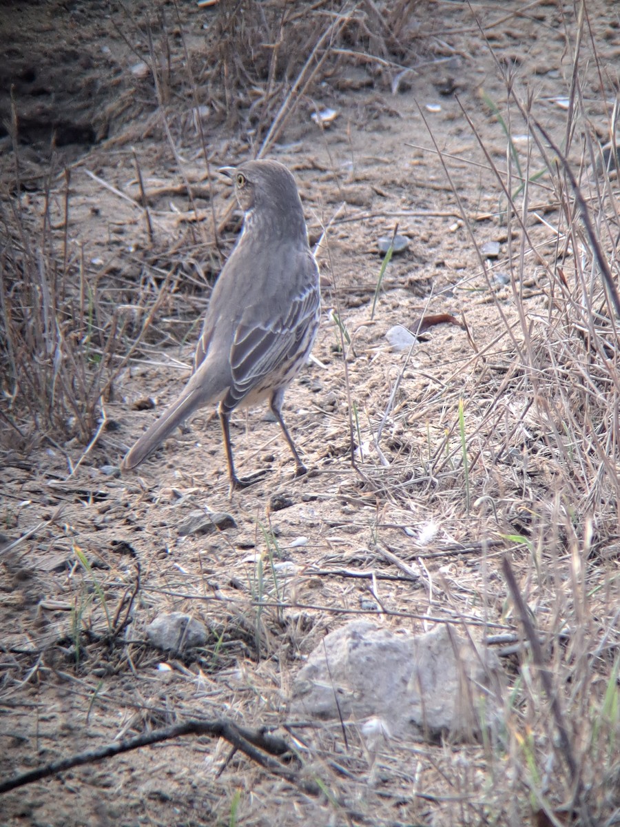 Sage Thrasher - ML644540732