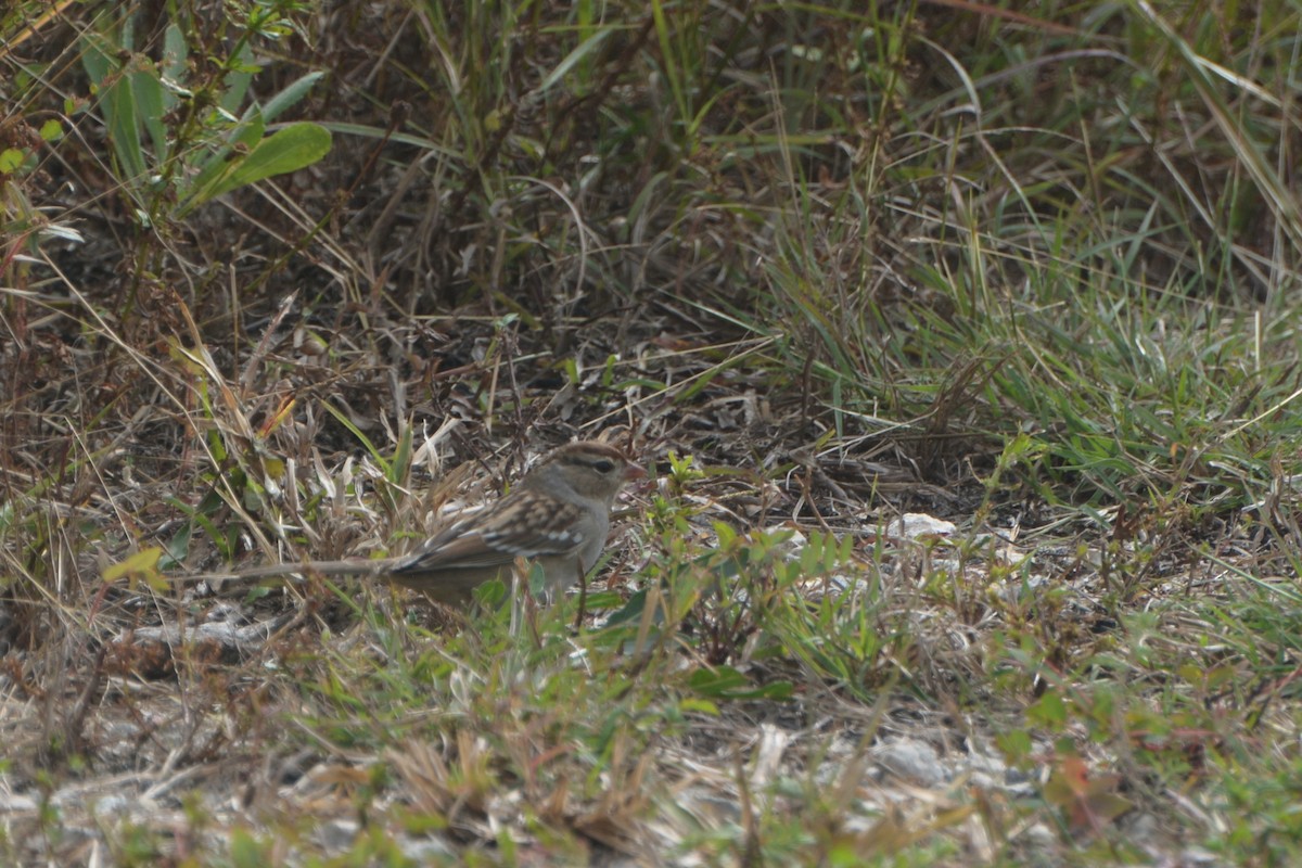 White-crowned Sparrow - ML644540735