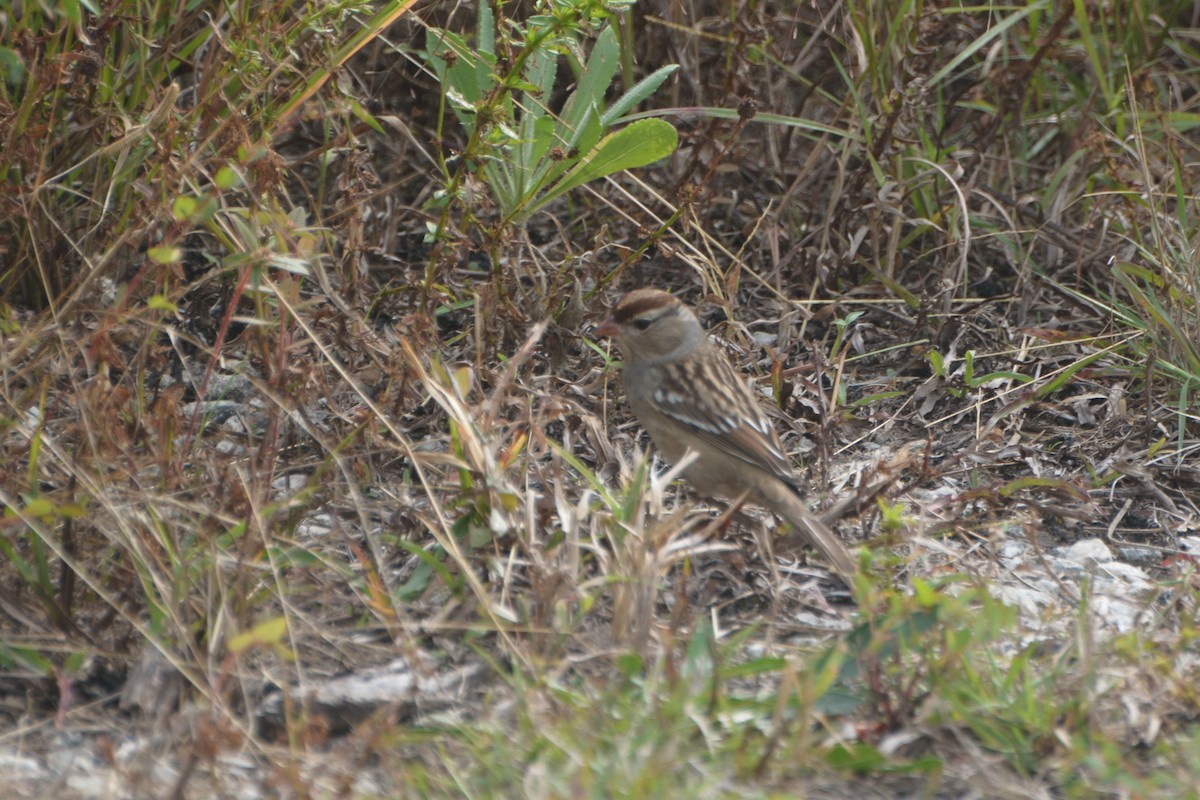 White-crowned Sparrow - ML644540736