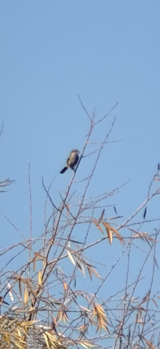 Northern Shrike - ML644540737