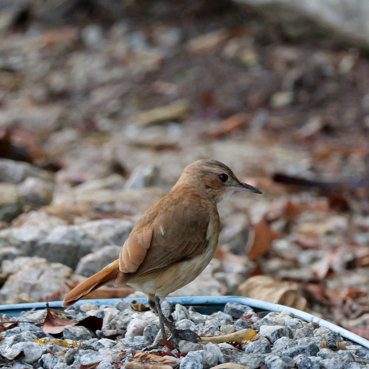 Pas Rengi Çömlekçikuşu - ML644540750