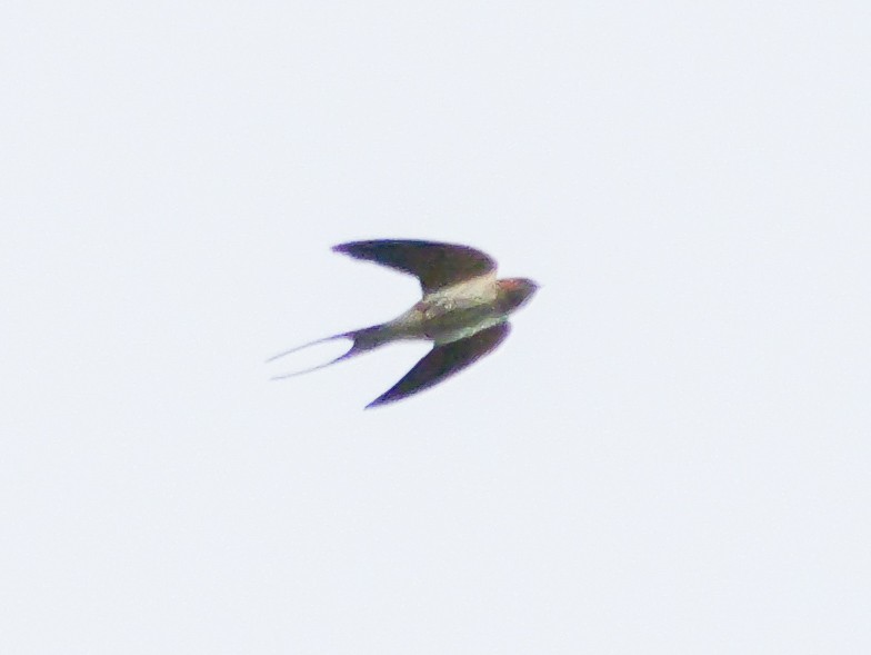 Lesser Striped Swallow - ML644540751