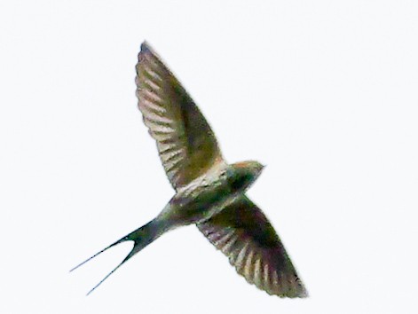 Lesser Striped Swallow - ML644540752