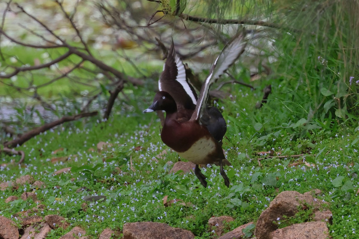 Hardhead - ML644540756