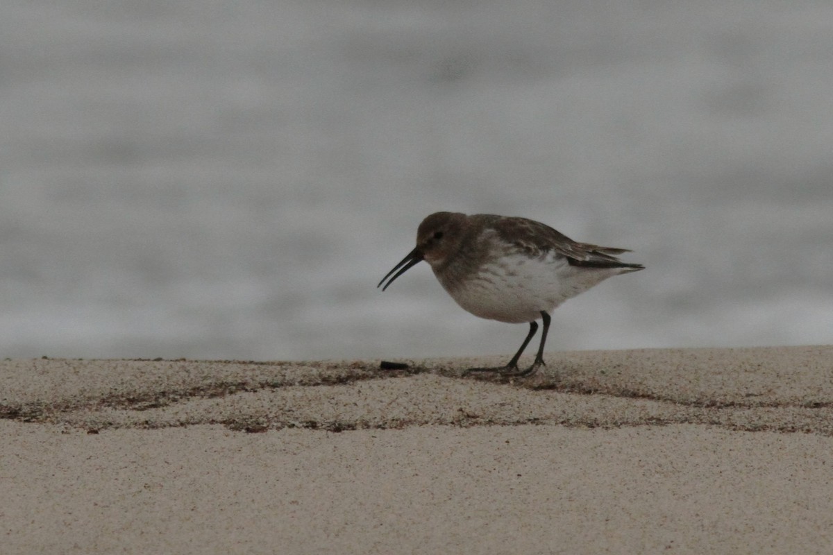 Dunlin - ML644540758