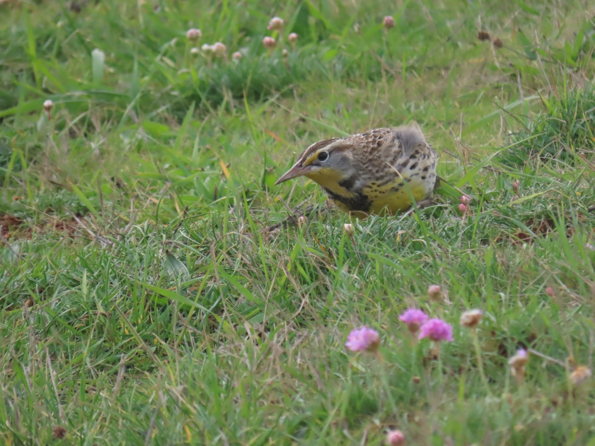 ニシマキバドリ - ML644540759