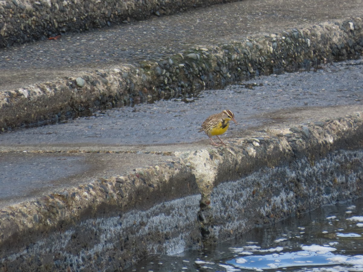 ニシマキバドリ - ML644540760