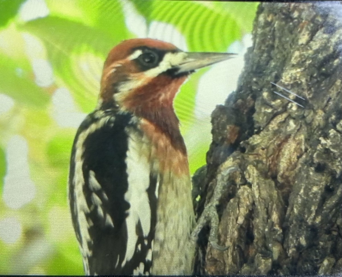 Red-naped x Red-breasted Sapsucker (hybrid) - ML644540765