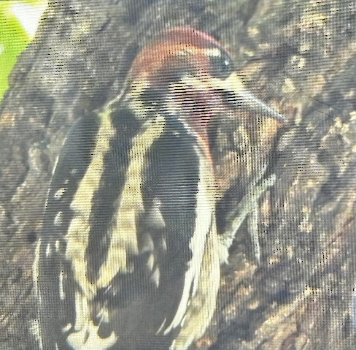 Red-naped x Red-breasted Sapsucker (hybrid) - ML644540766