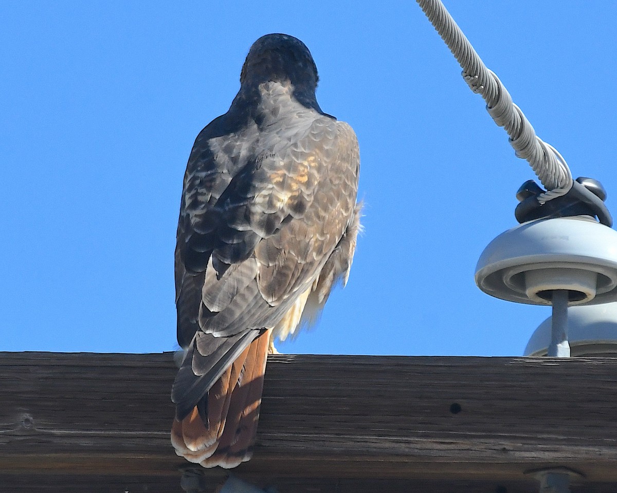 rødstjertvåk - ML644540770