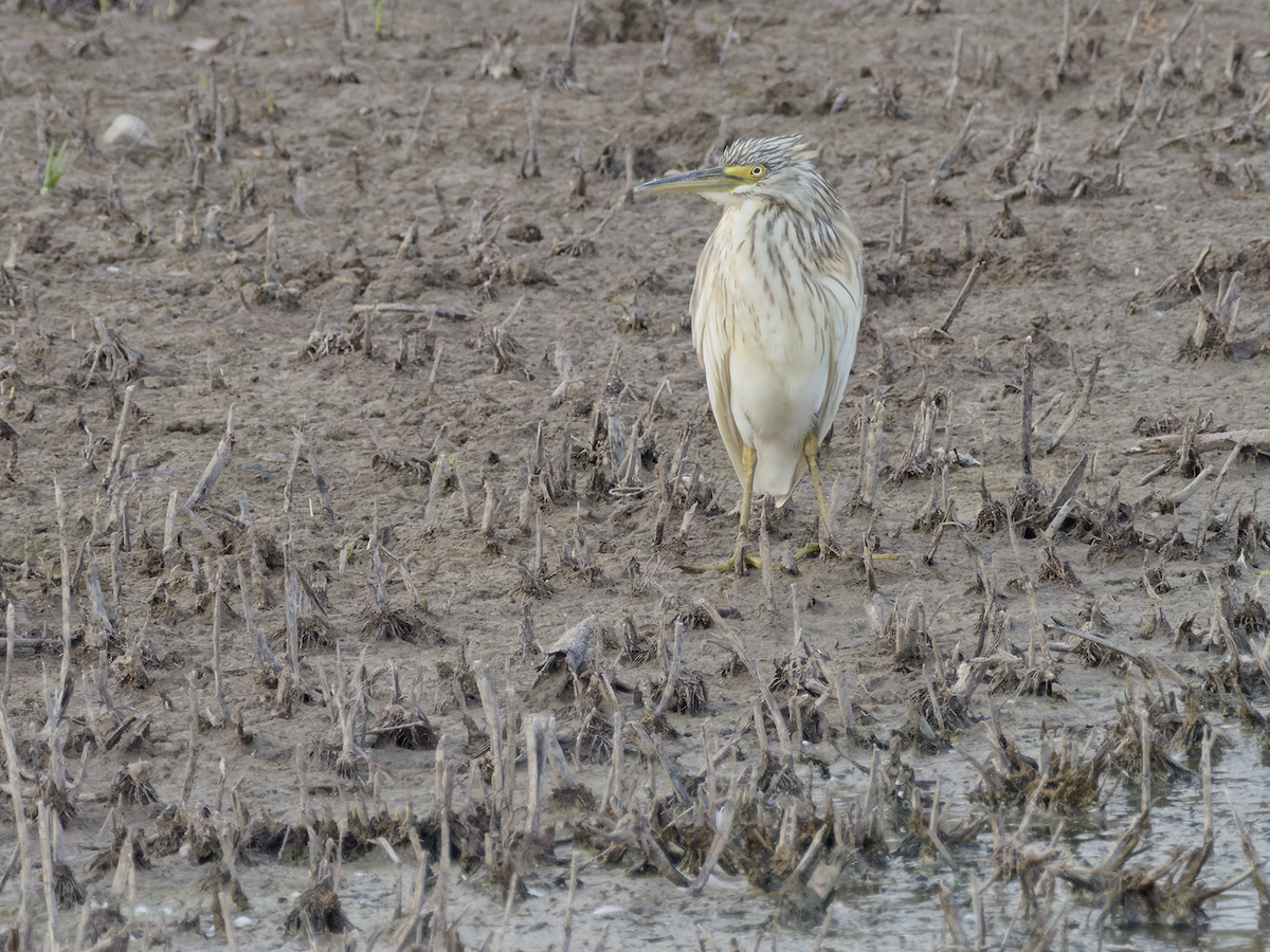 Squacco Heron - ML644540777