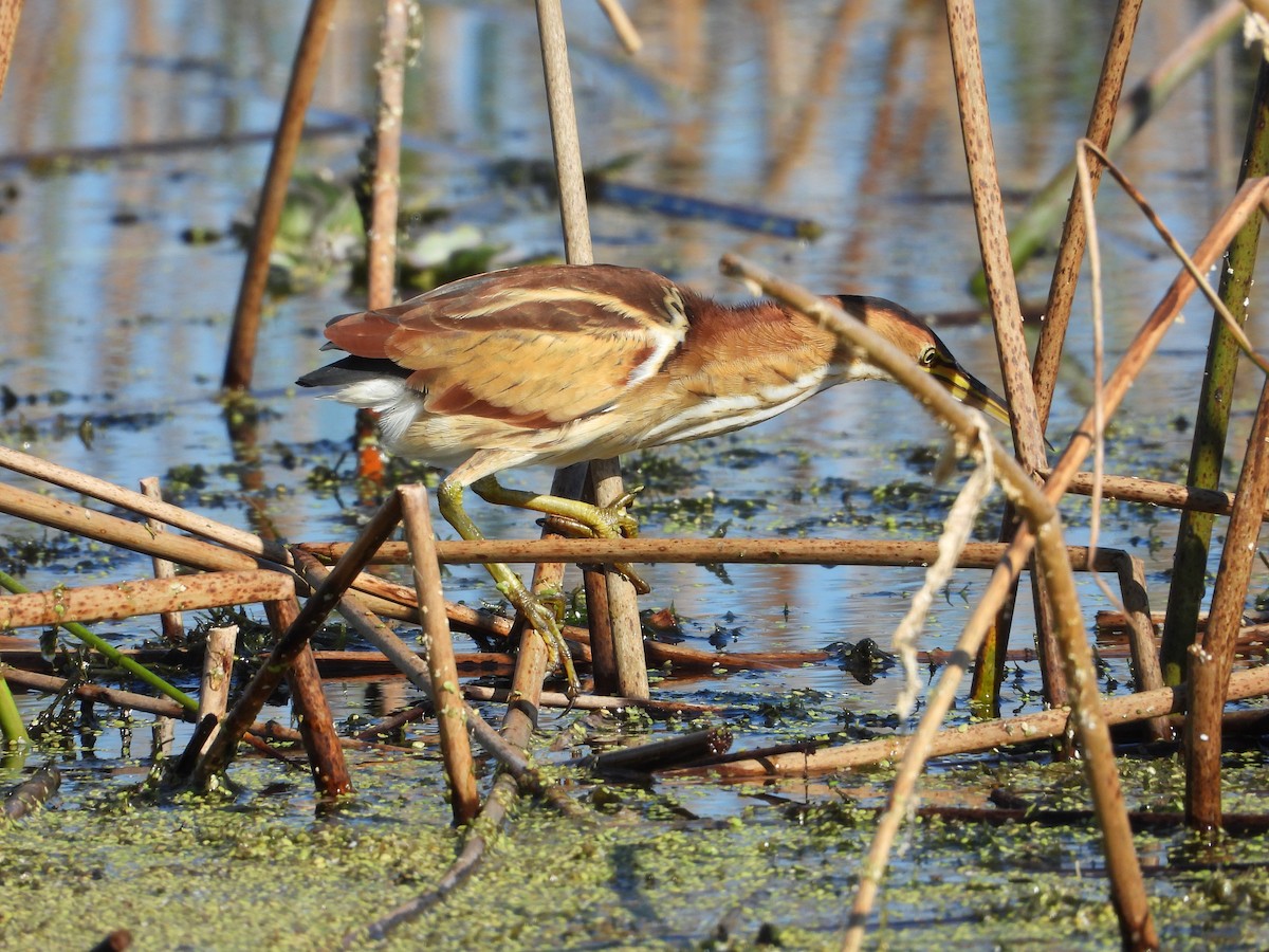 Least Bittern - ML644540779