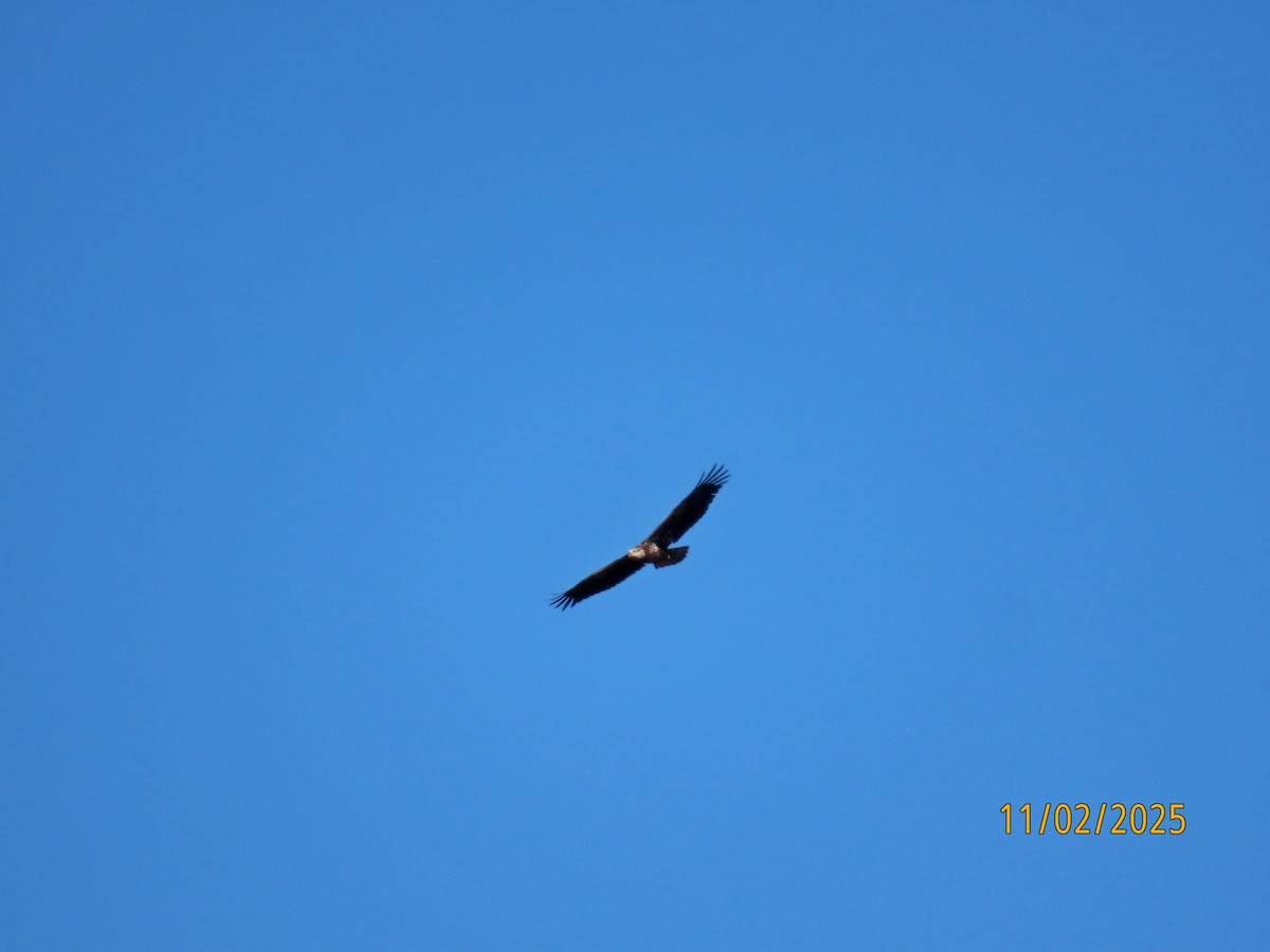 Белоголовый орлан - ML644540780