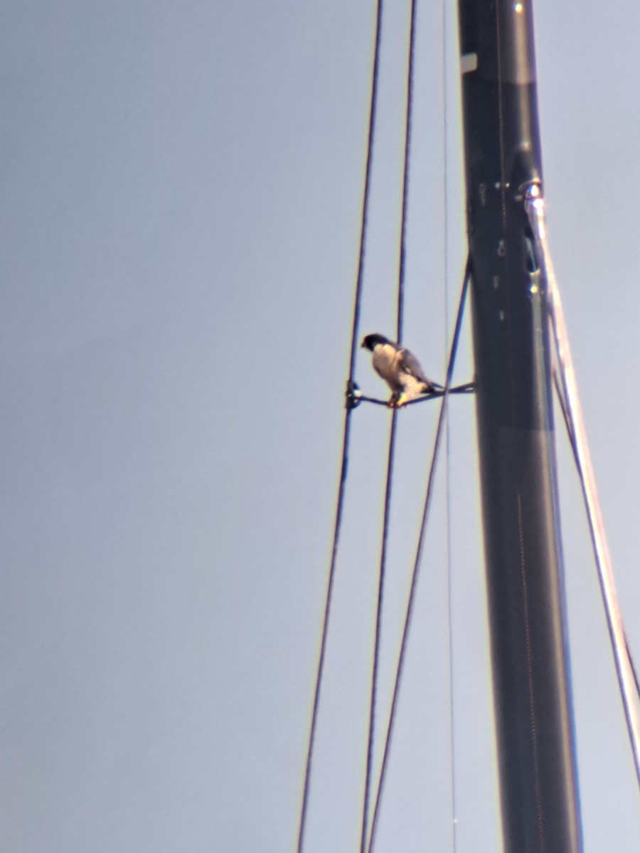 Peregrine Falcon - ML644540783