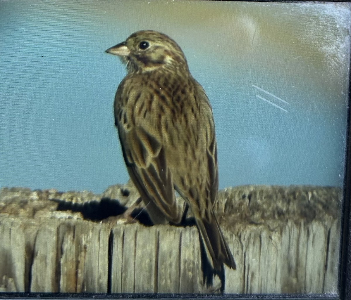 Vesper Sparrow - ML644540793