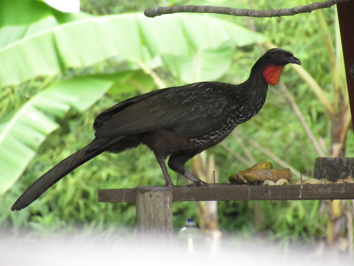 Dusky-legged Guan - ML644540795