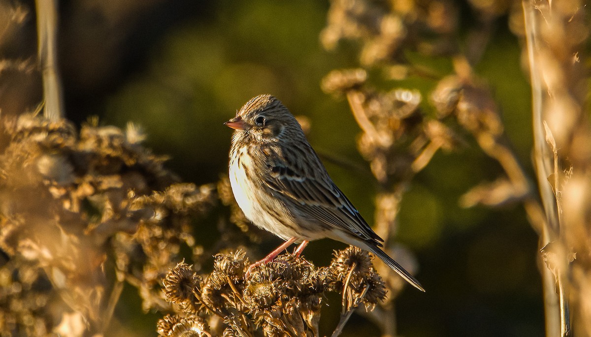 Vesper Sparrow - ML644540796
