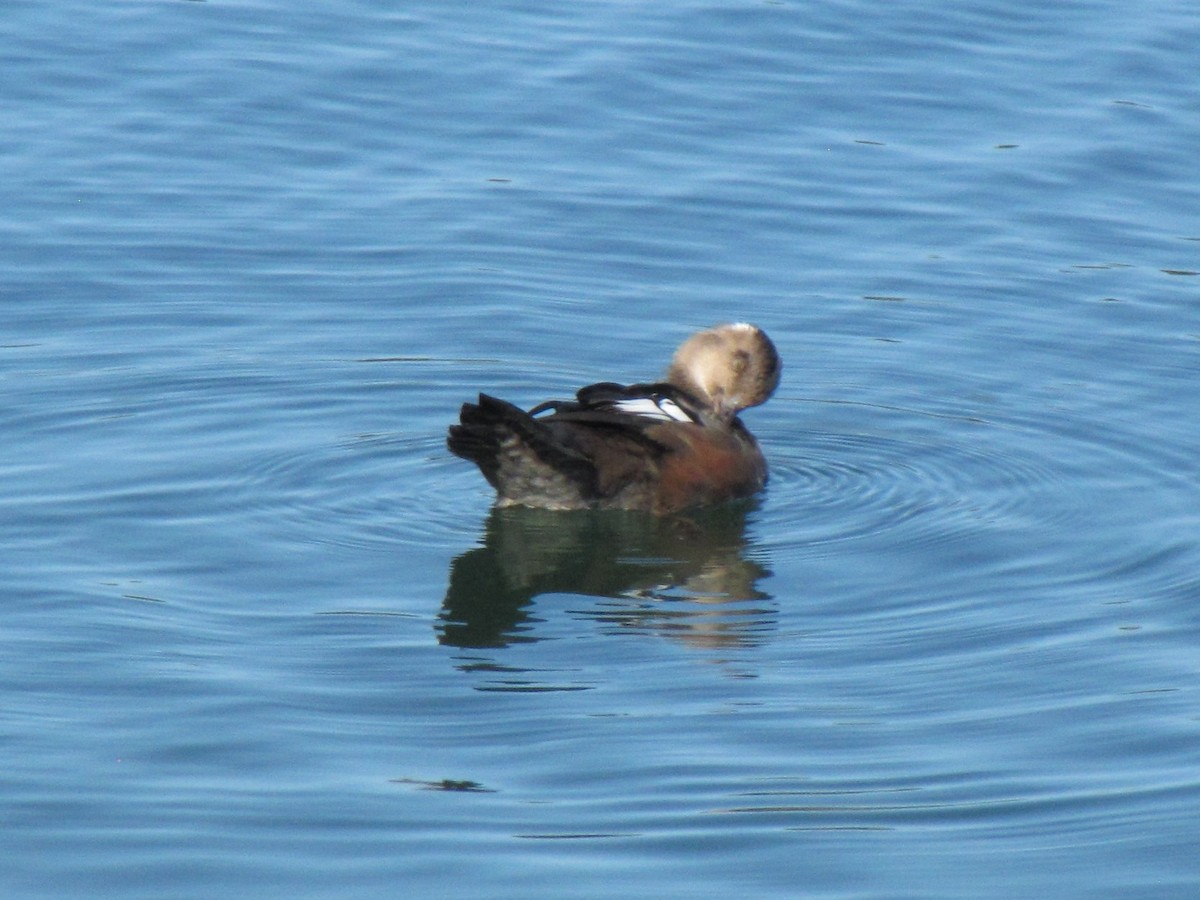 Hooded Merganser - ML644540797