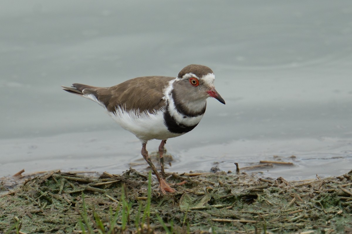 Three-banded Plover - ML644540798