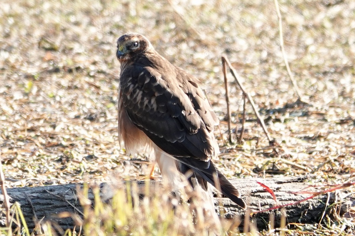 Northern Harrier - ML644540800