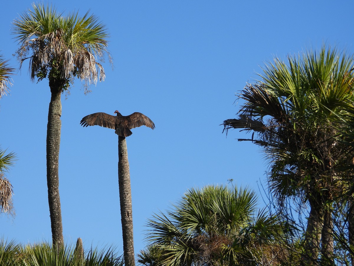 kalkunkondor - ML644540805