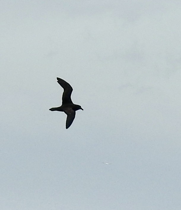 Gray-faced Petrel - ML644540806
