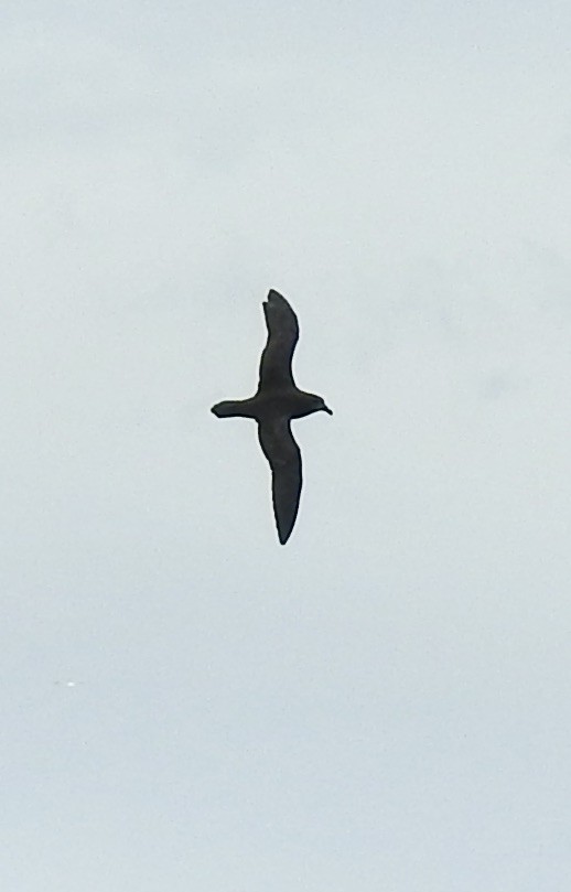 Gray-faced Petrel - ML644540807