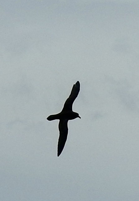 Gray-faced Petrel - ML644540808