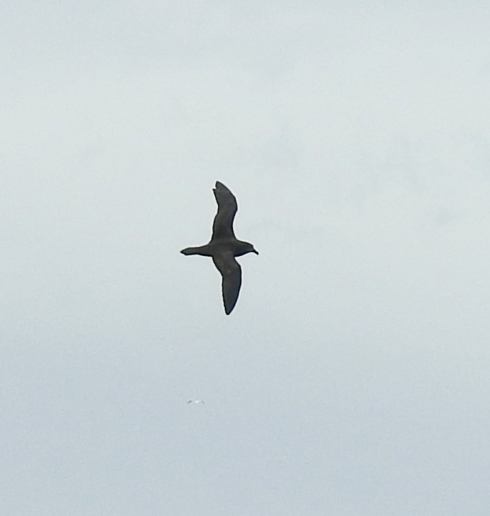 Gray-faced Petrel - ML644540809