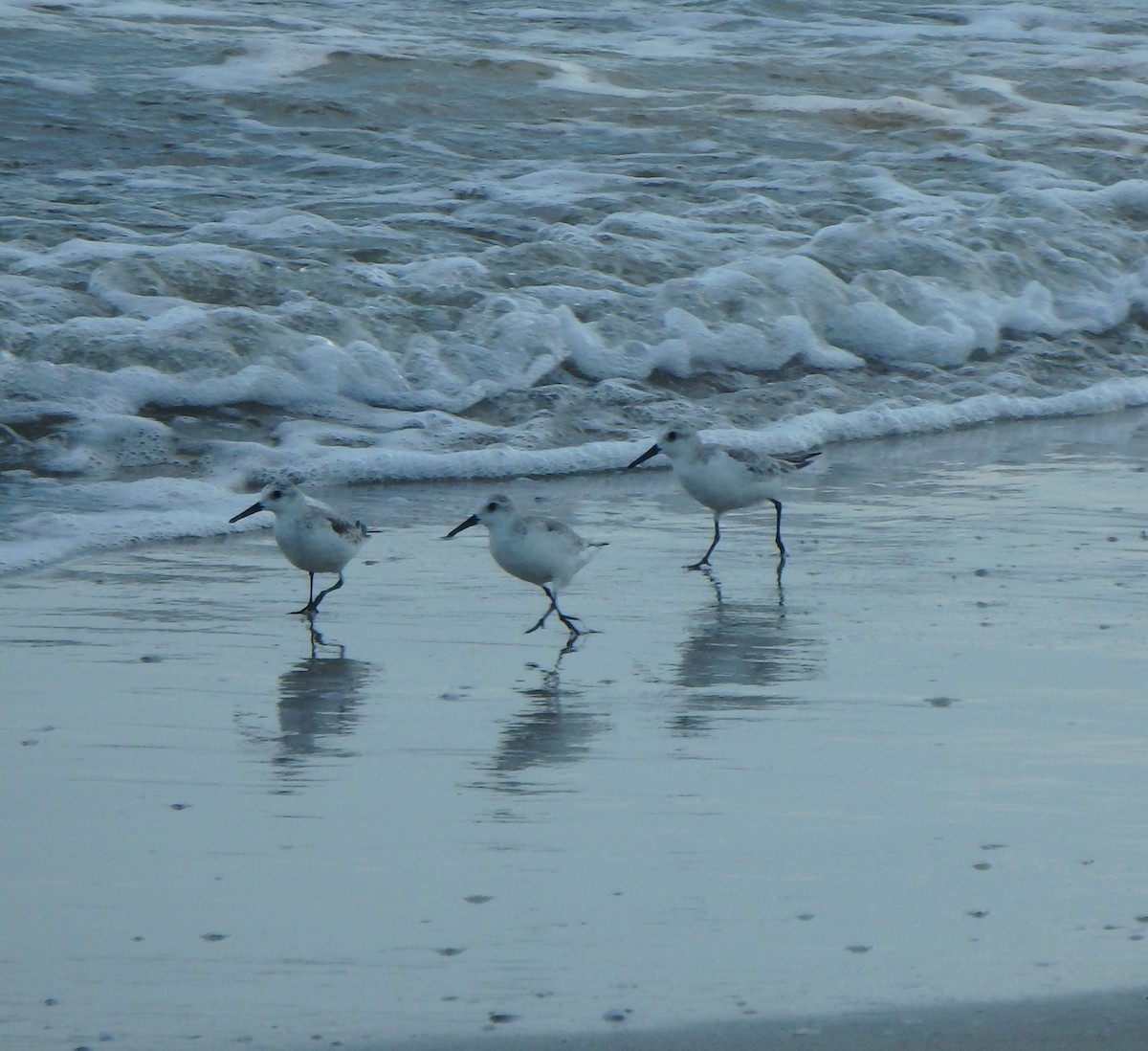 Sanderling - ML644540810