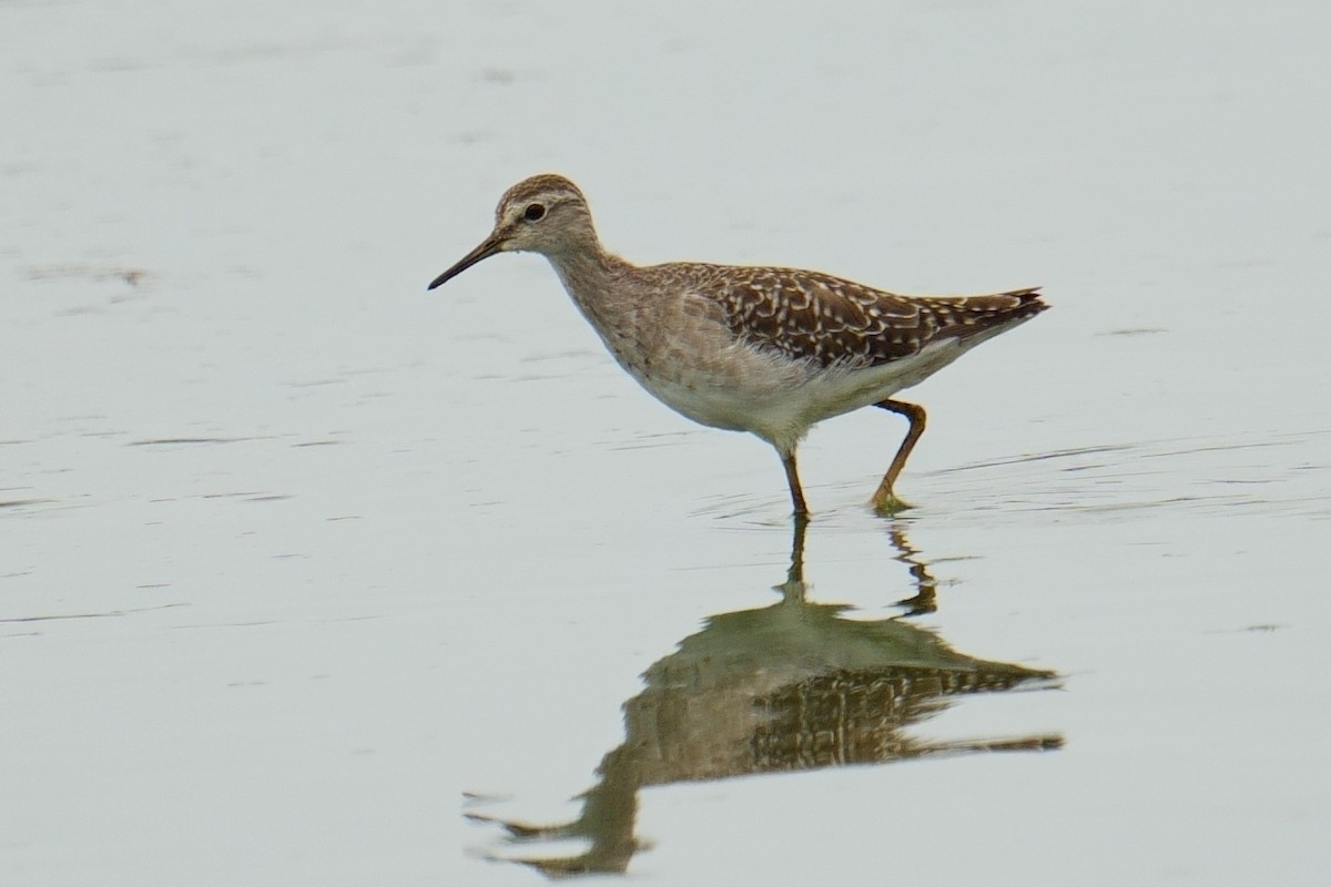 Wood Sandpiper - ML644540811