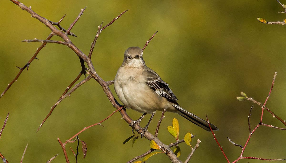 Northern Mockingbird - ML644540812