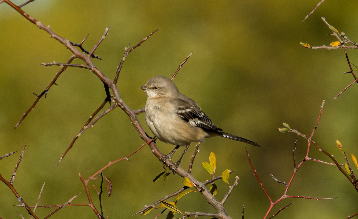 Northern Mockingbird - ML644540813