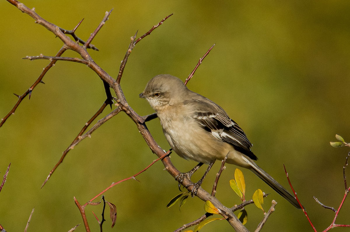 Northern Mockingbird - ML644540814