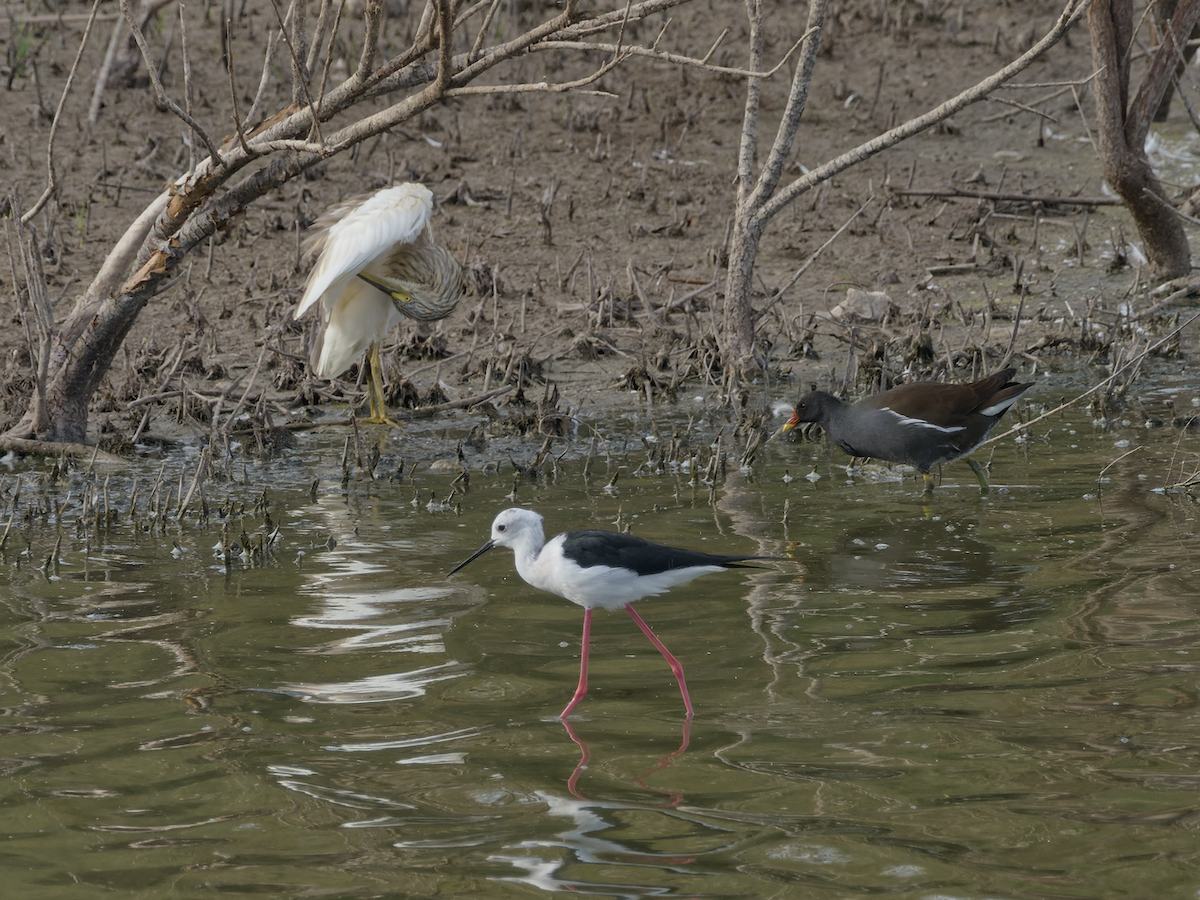 Squacco Heron - ML644540815
