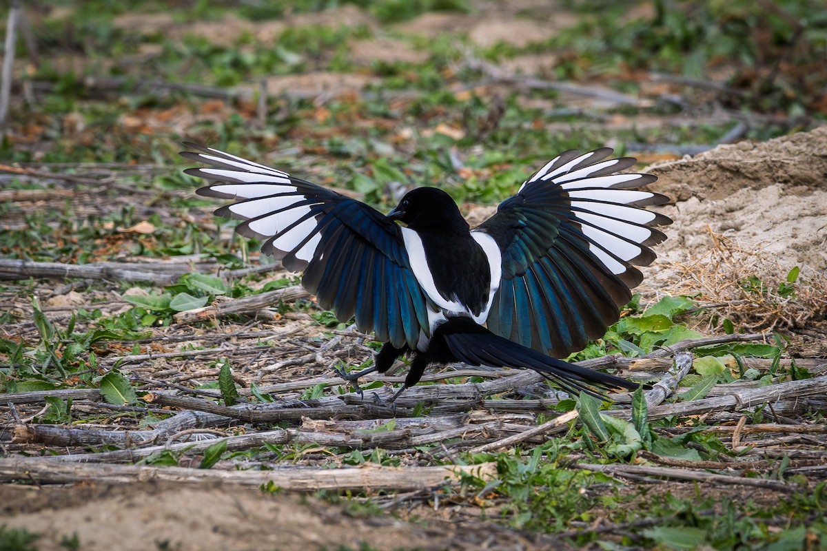 Black-billed Magpie - ML644540816