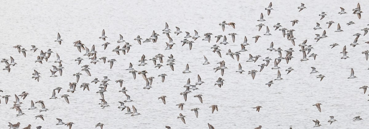 Dunlin - ML644540817