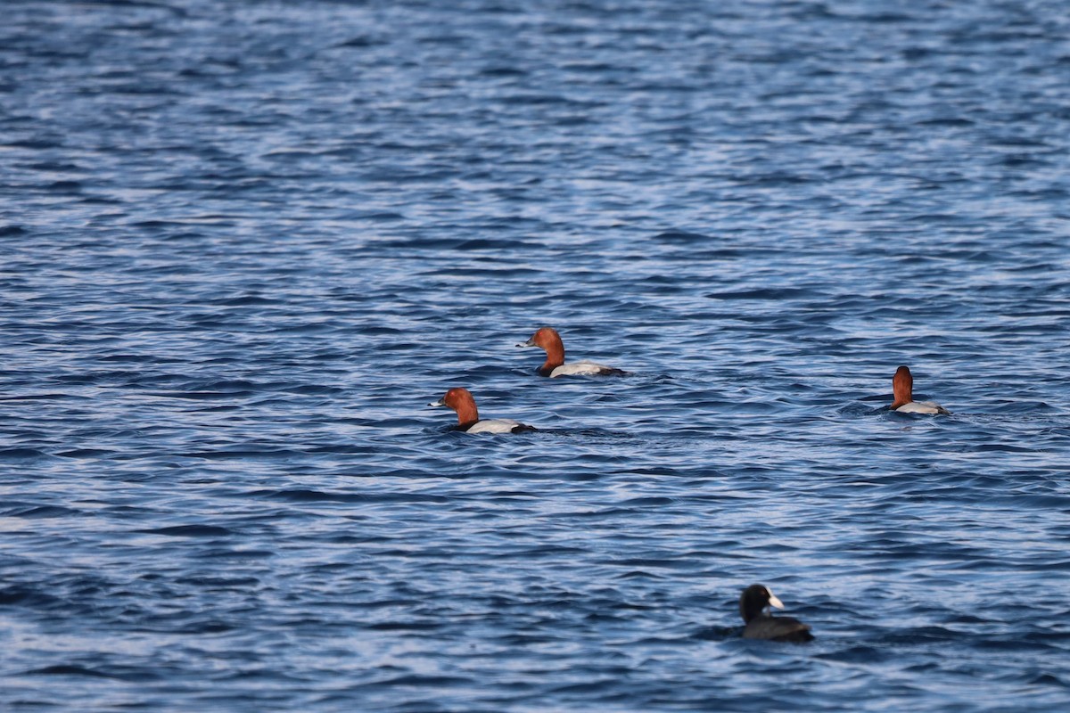 Common Pochard - ML644540819
