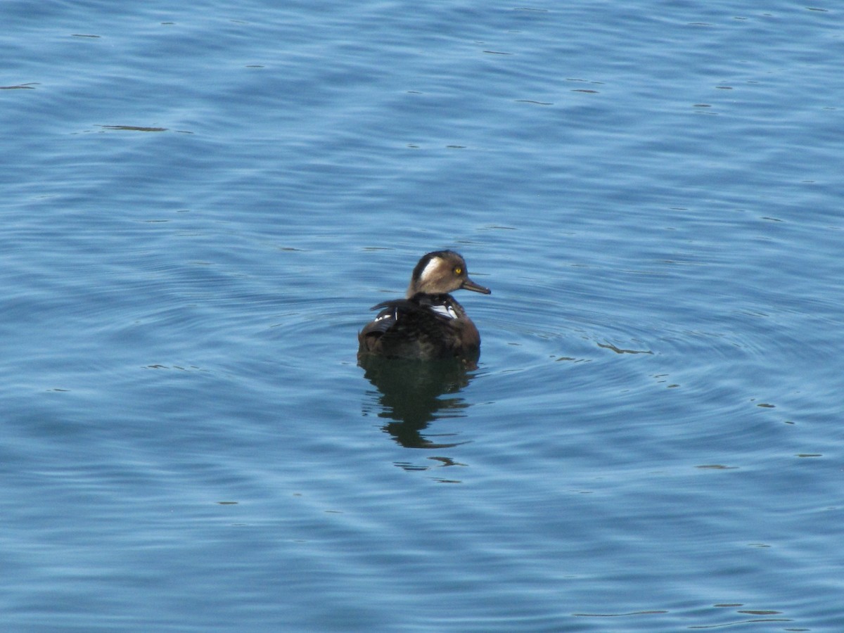 Hooded Merganser - ML644540820