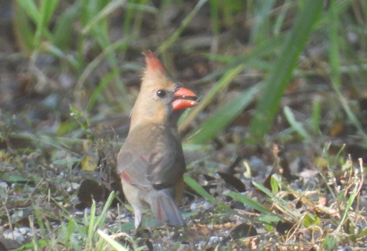 Northern Cardinal - ML644540821