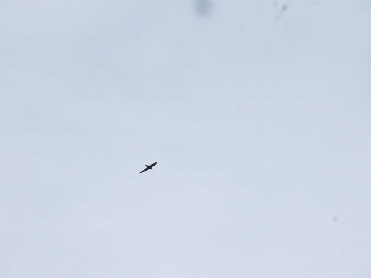 Sick's Swift - ML644540832