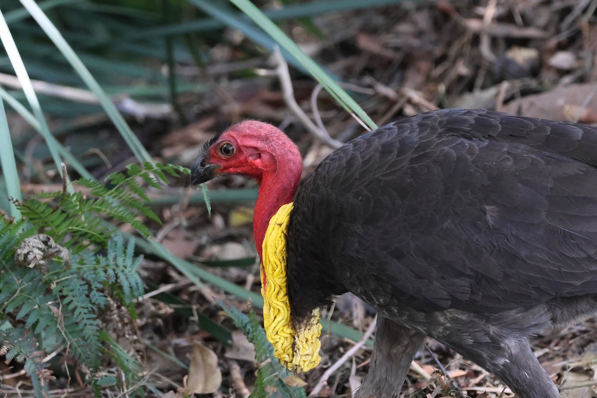 Australian Brushturkey - ML644540833